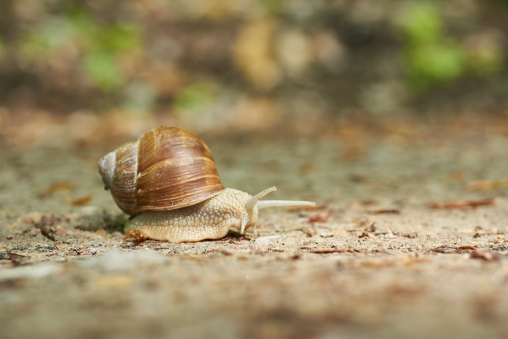 brown snail on brown soil during daytime