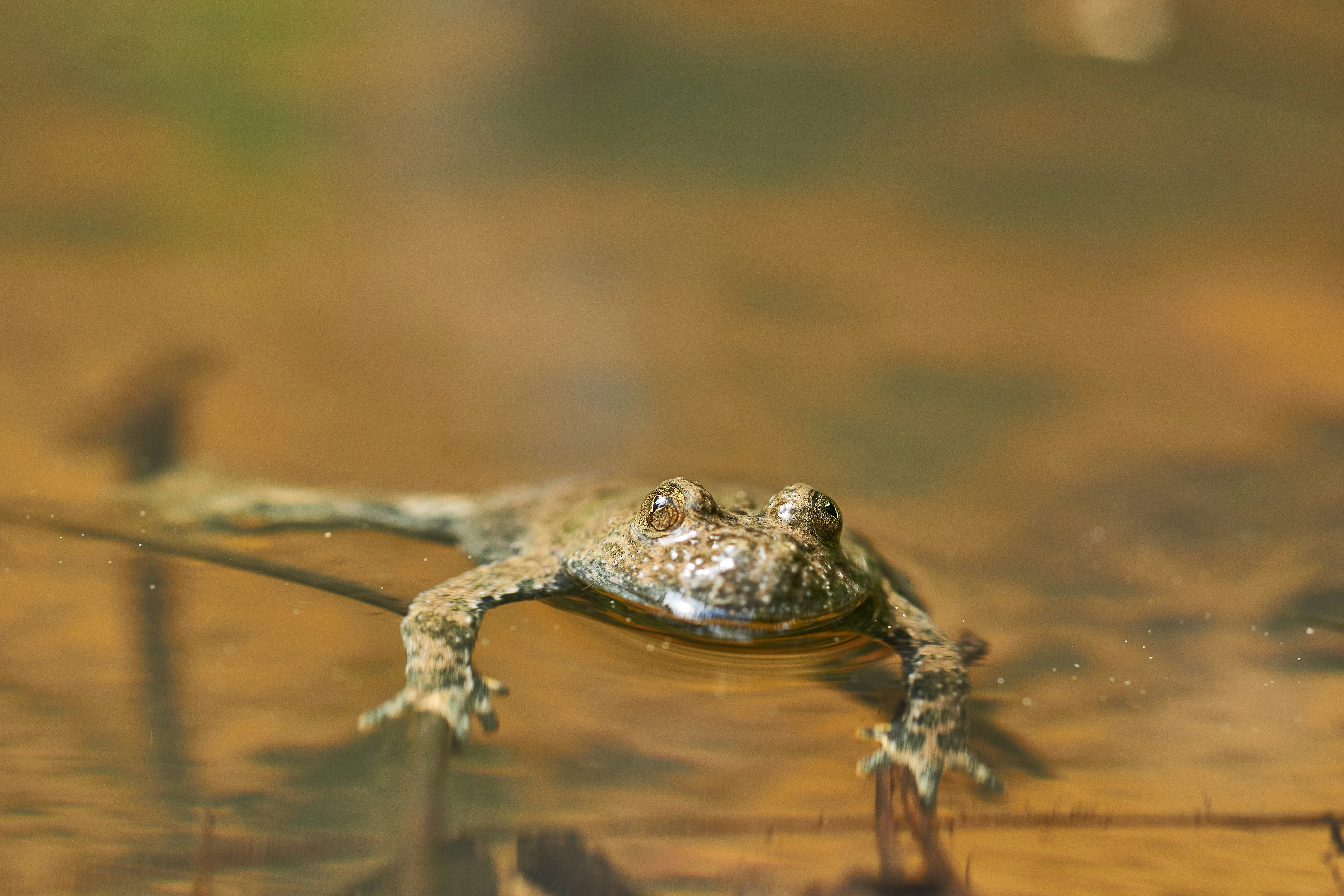 昼間の水に茶色のカエルの写真 Unsplashで見つける茶色の無料写真