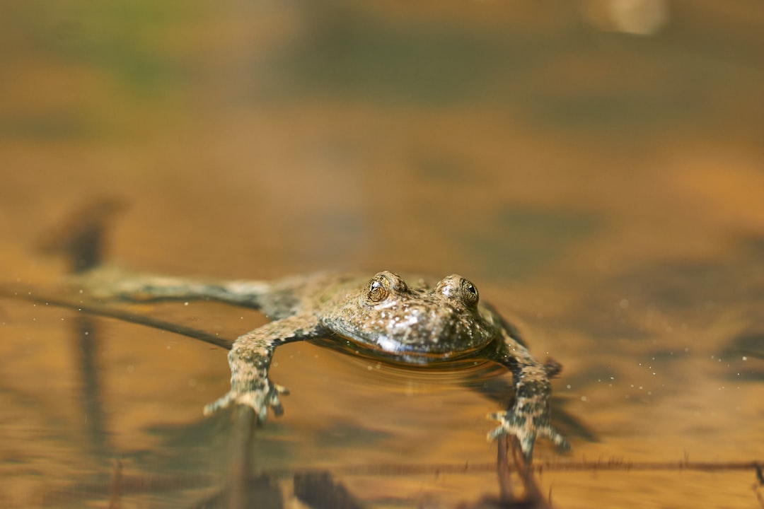 brown frog on water during daytime