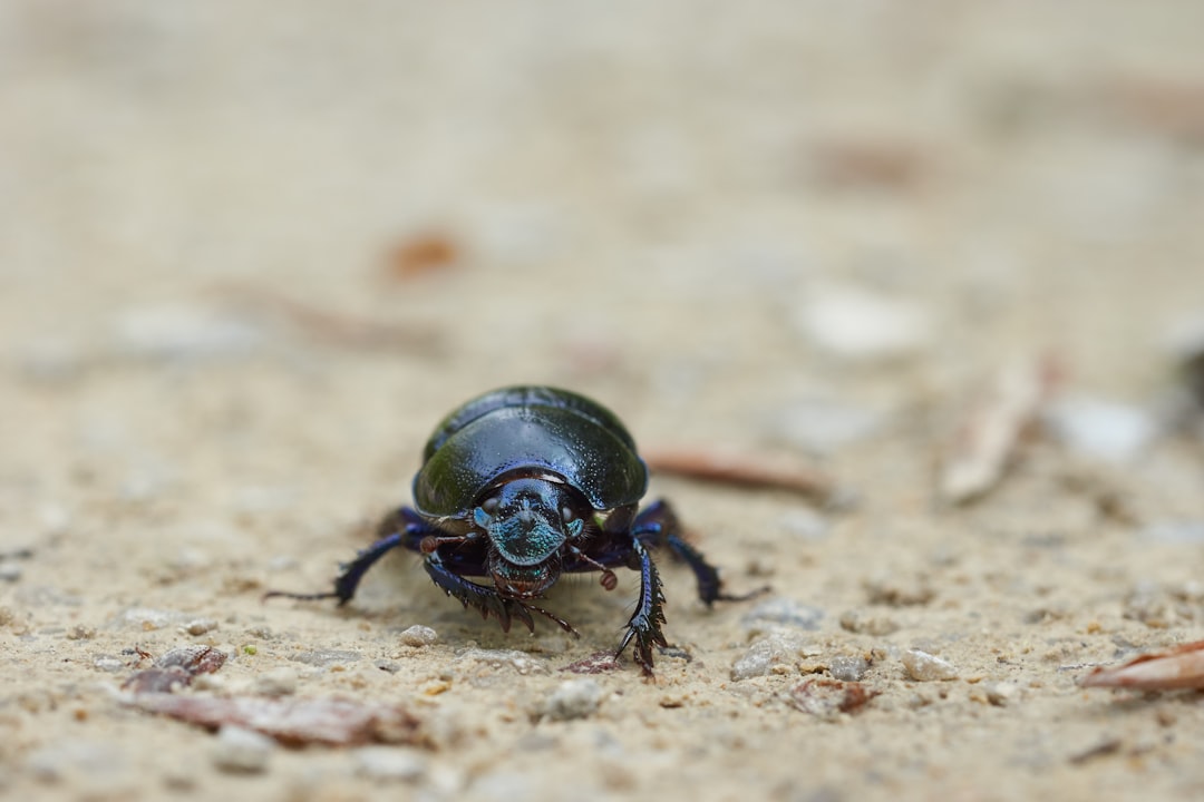 black beetle on brown sand during daytime