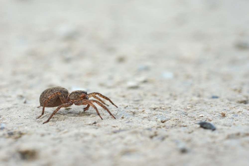 brown spider on gray sand