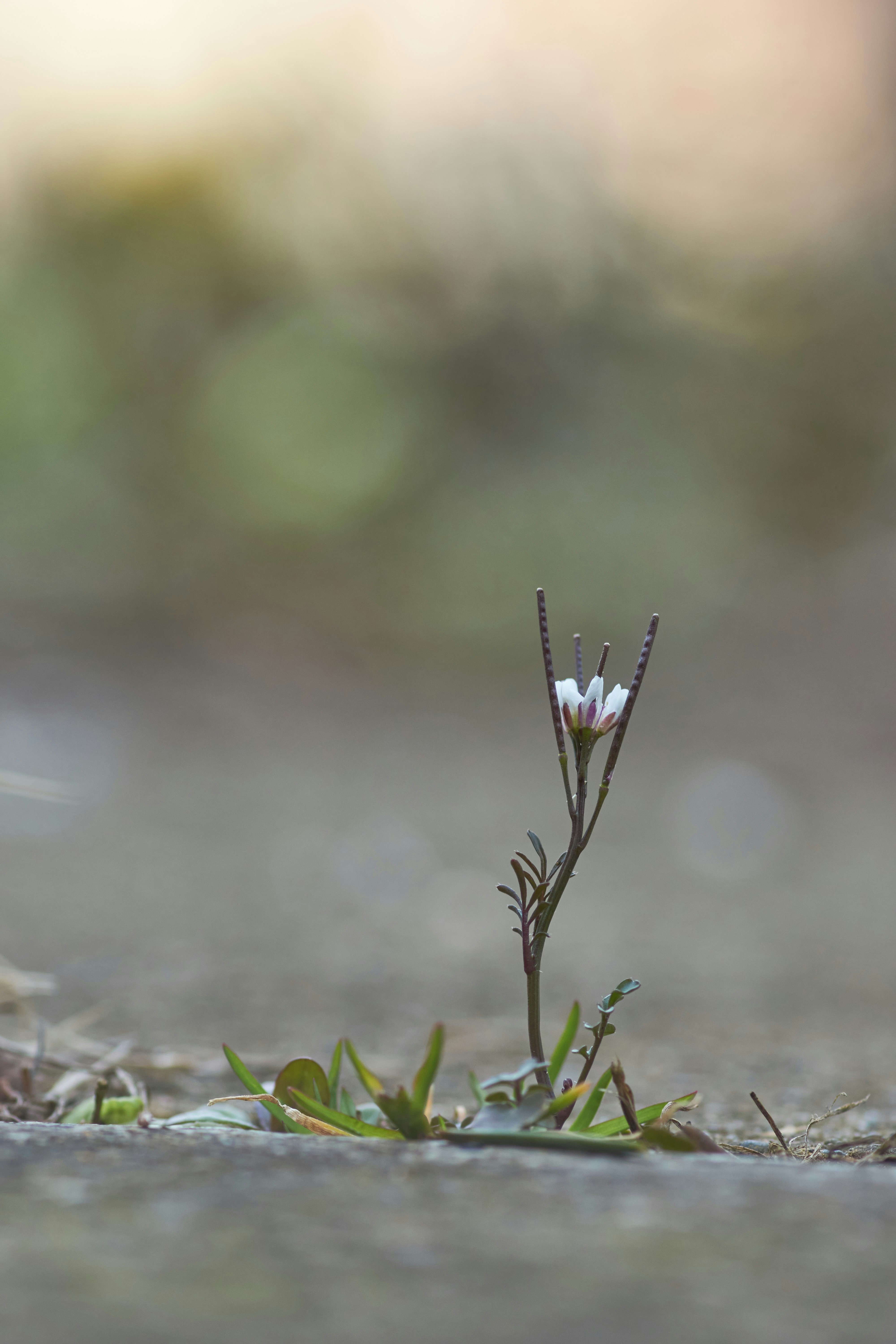 Photo by wolfgang_hasselmann