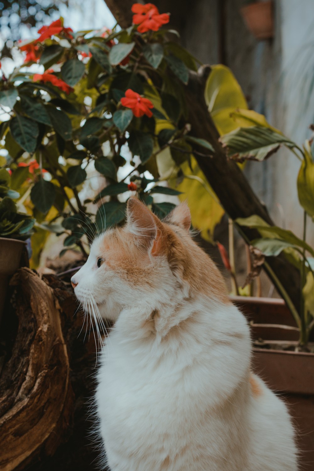 weiße und orangefarbene Katze auf braunem Baum