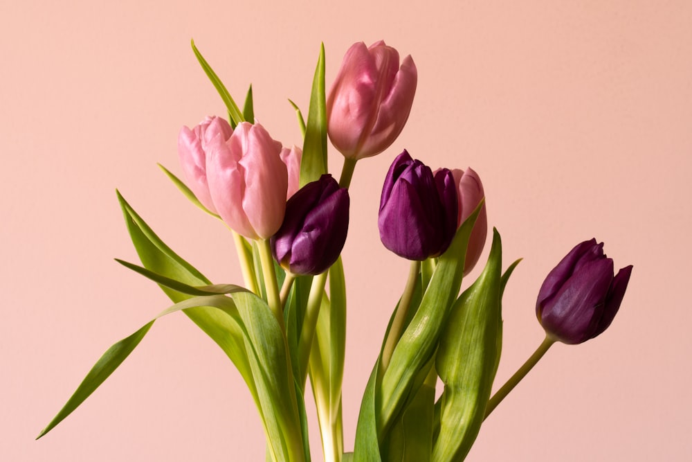 Tulipanes rosados en fotografía de primer plano