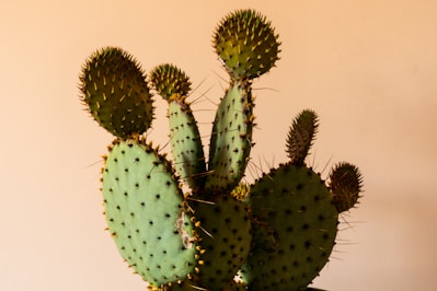 green cactus plant in close up photography