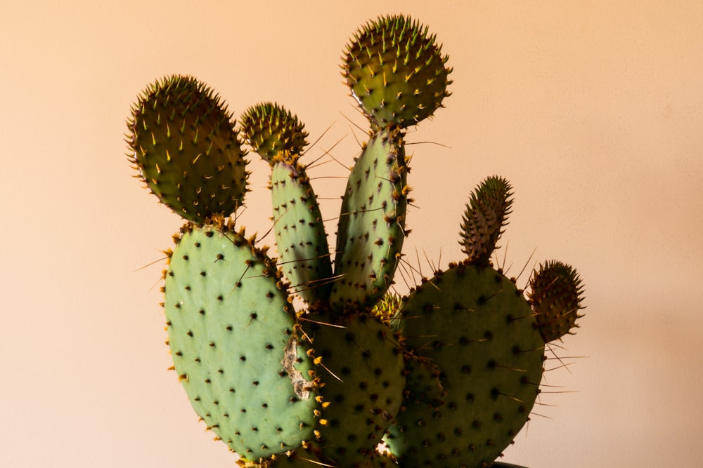 green cactus plant in close up photography