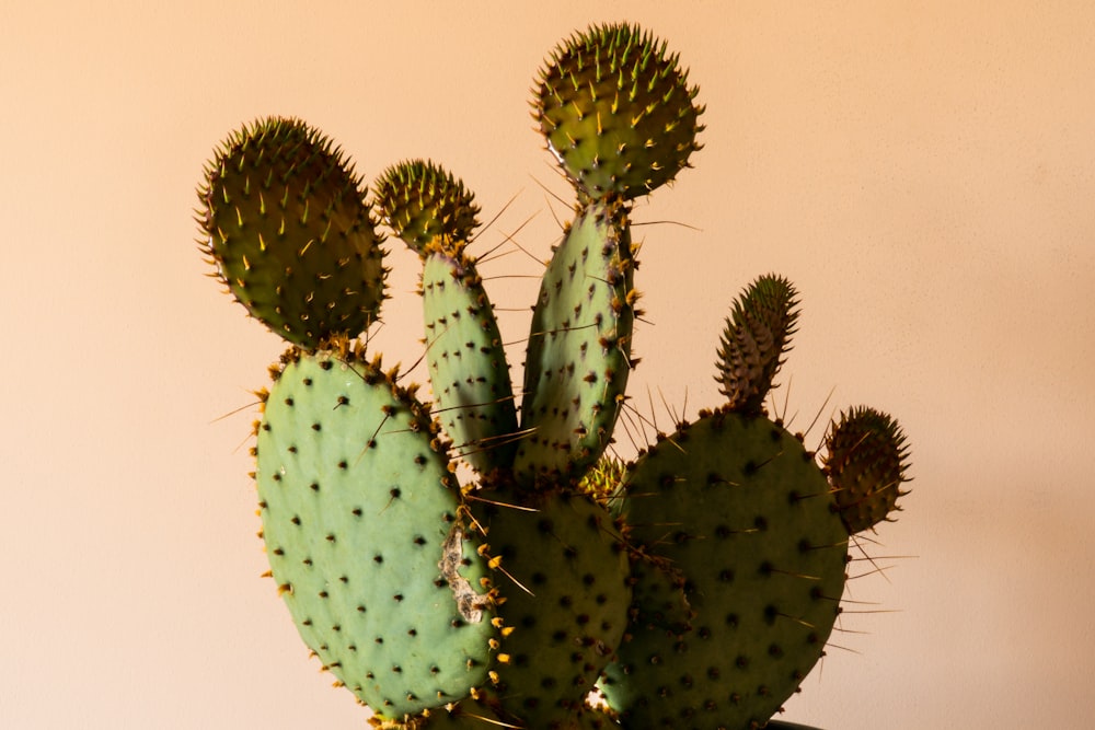 Planta de cactus verde en fotografía de primer plano