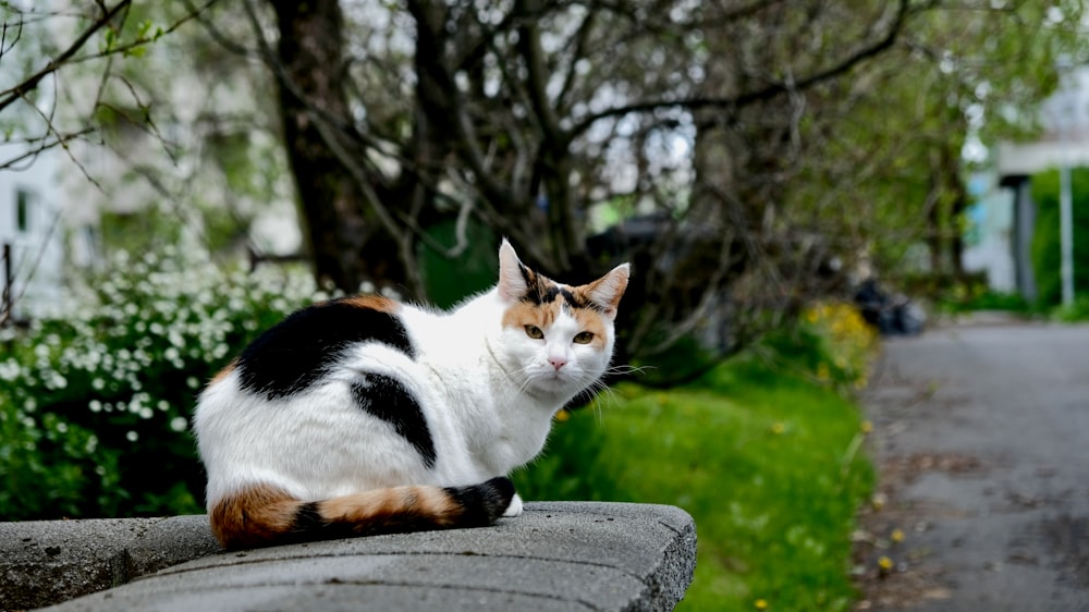 white and black cat on gray concrete bench