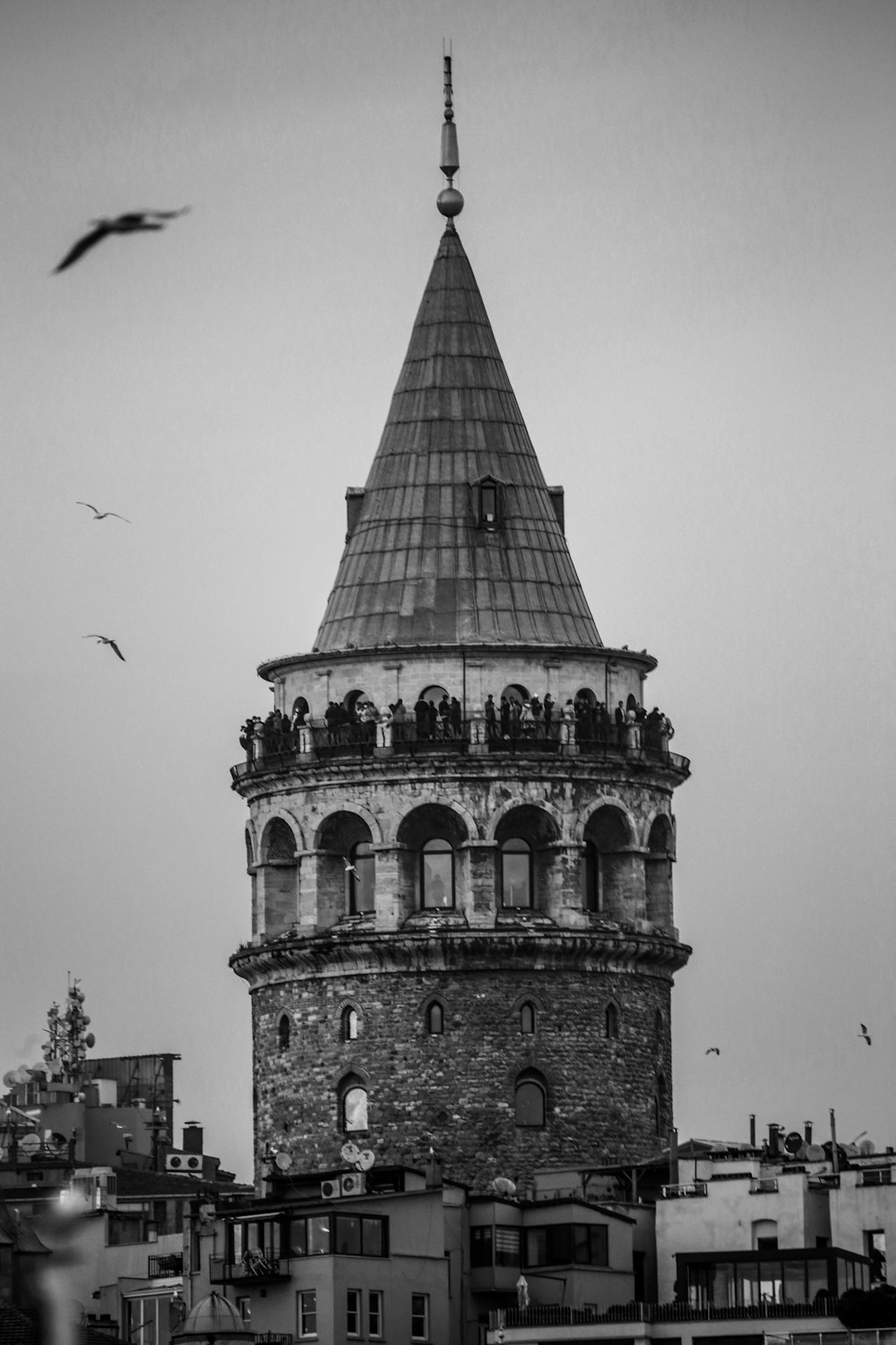 birds flying over the building