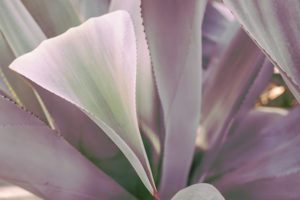 white and pink flower in close up photography