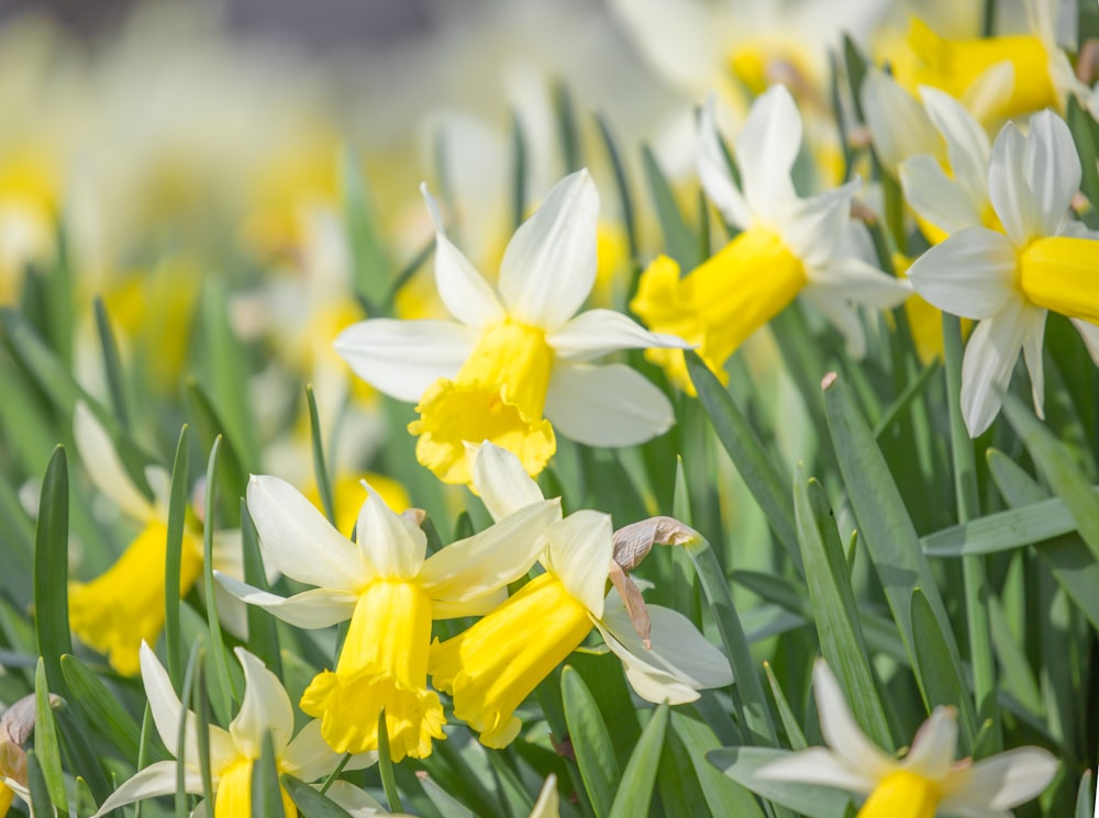 yellow daffodils in bloom during daytime