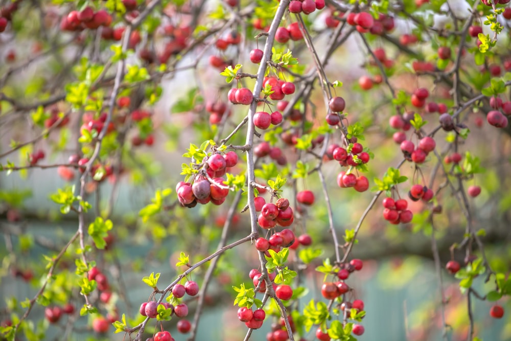 rote runde Früchte am Baum tagsüber