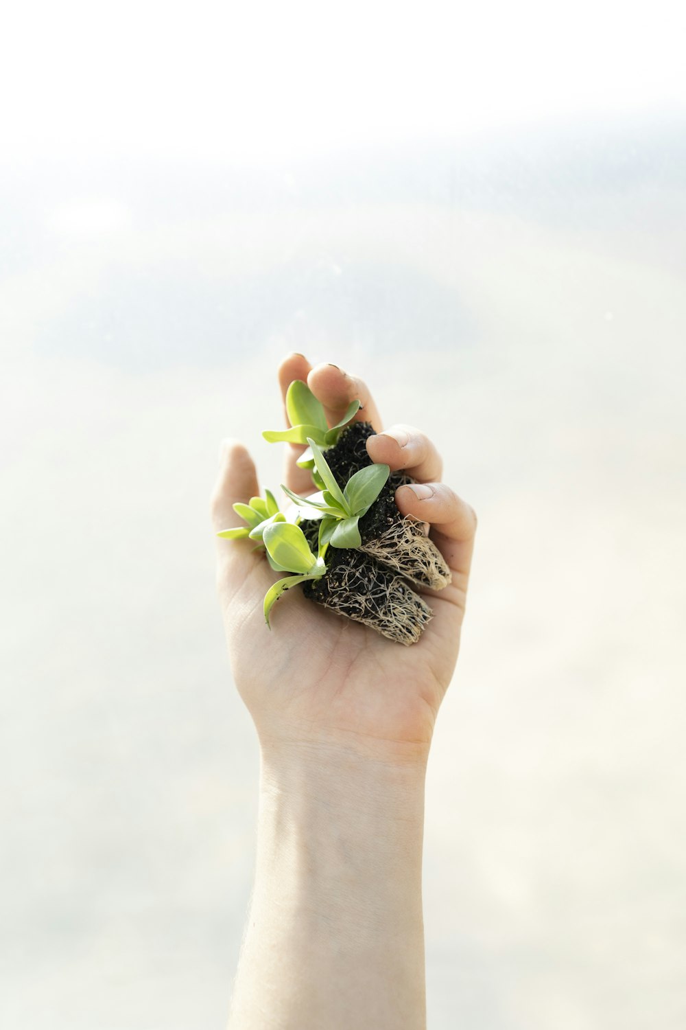 green succulent plant in black and white ceramic pot