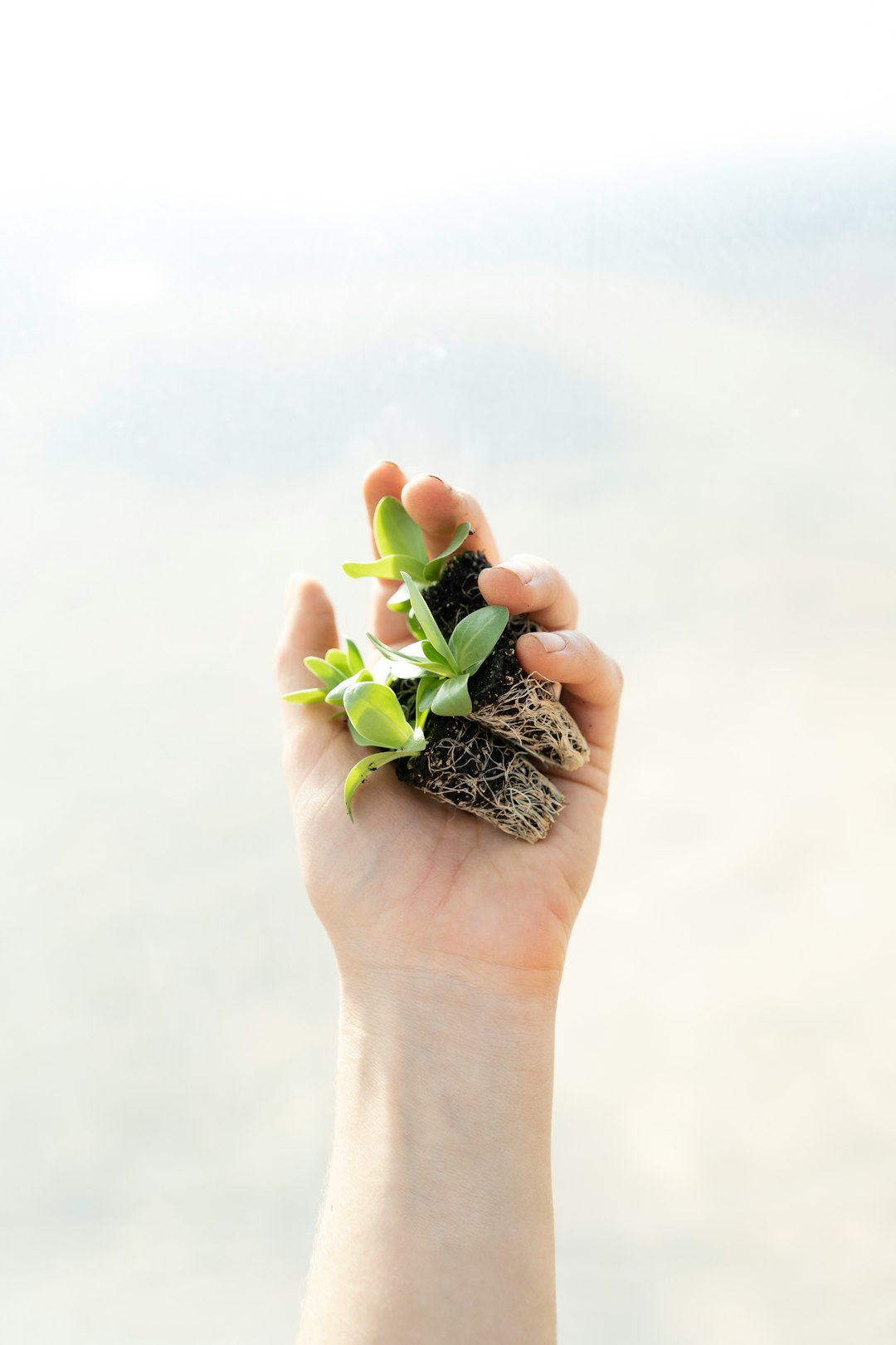 How Vertical Farming is Revolutionizing Sustainable Agriculture