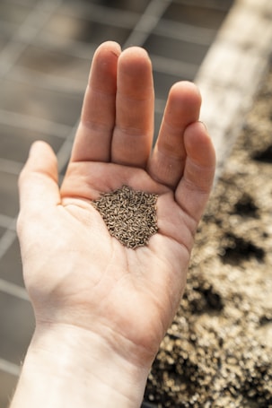A hand holding a small pile of tiny seeds, likely intended for planting. The background appears blurred with a mix of earthy textures, possibly soil or a garden setting.