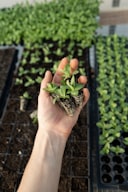 green plant on persons hand