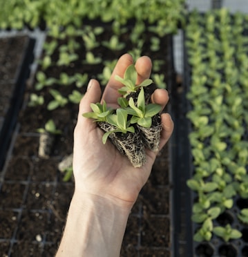 green plant on persons hand