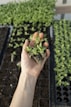 green plant on persons hand