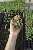 green plant on persons hand