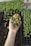 A hand holding a small cluster of young green seedlings with visible roots. The background consists of trays filled with soil and more seedlings, suggesting a nursery or greenhouse environment.