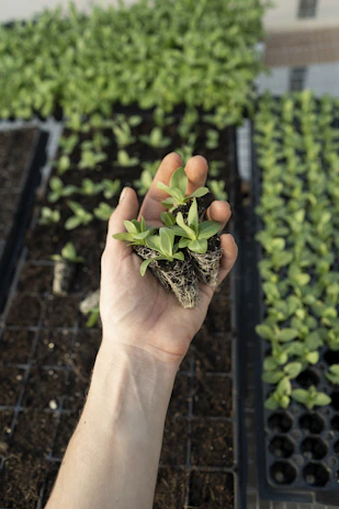 Close-up of hands holding a sleek garden trowel with rich soil and green seedlings.