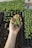 A hand holding a small cluster of young green seedlings with visible roots. The background consists of trays filled with soil and more seedlings, suggesting a nursery or greenhouse environment.