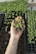 A hand holding a small cluster of young green seedlings with visible roots. The background consists of trays filled with soil and more seedlings, suggesting a nursery or greenhouse environment.