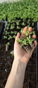 green plant on persons hand