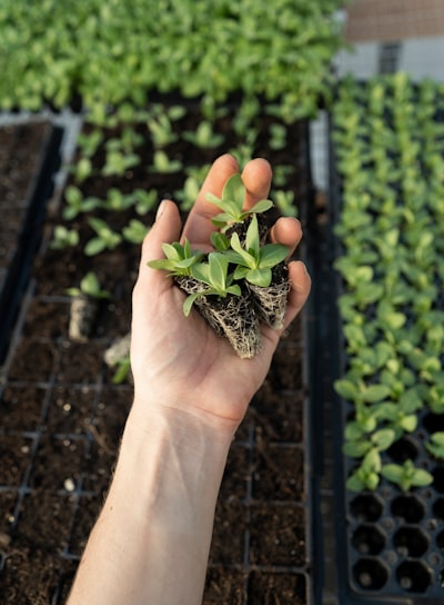 green plant on persons hand