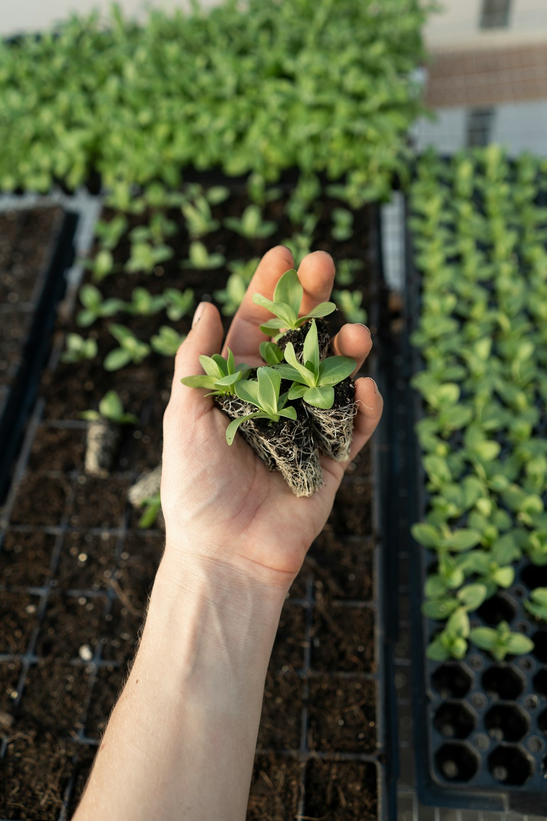 seedlings that are about an inch tall - How To Grow A Tomato Plant That Bears Tomatoes