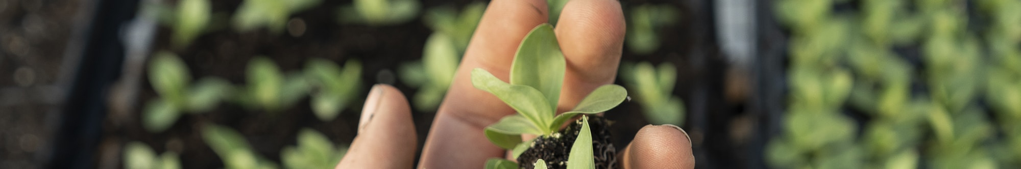 In 2022, Chipotle supported local and young farmers