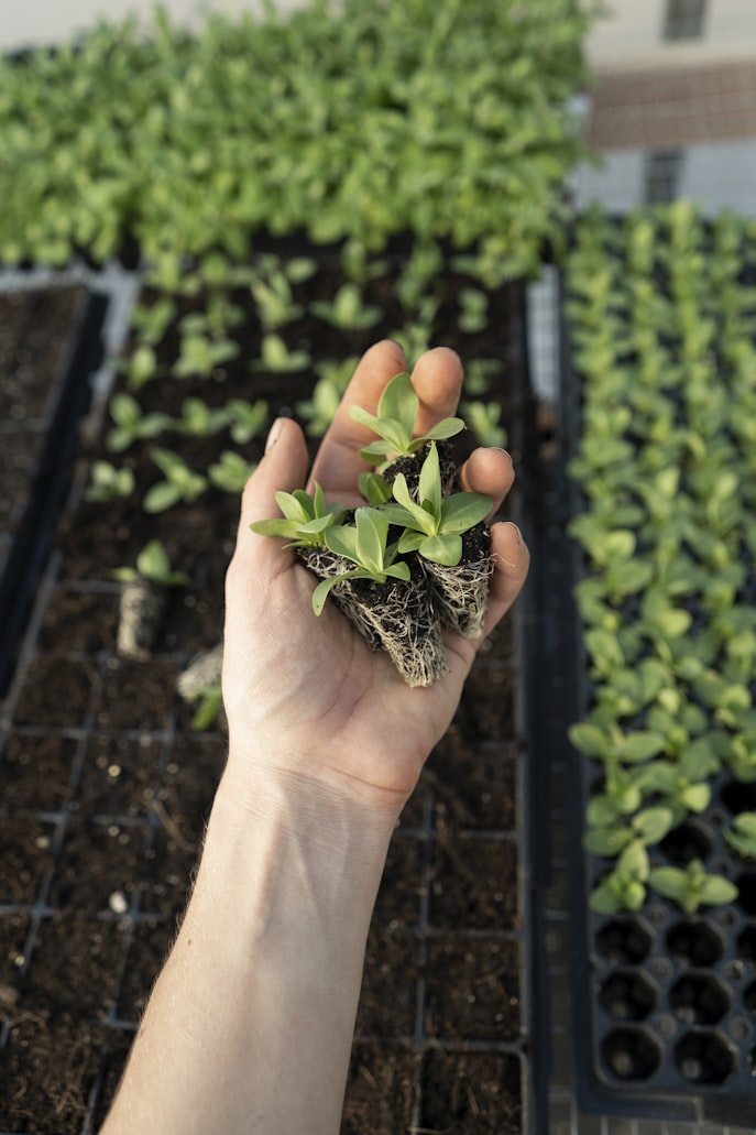 hand holding small sprout in a garden