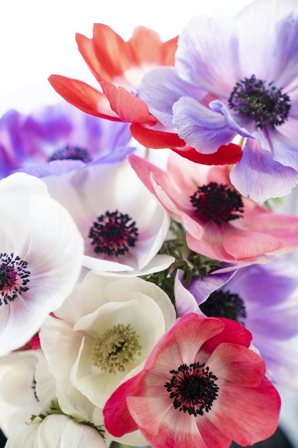 매크로 샷의 흰색과 분홍색 꽃