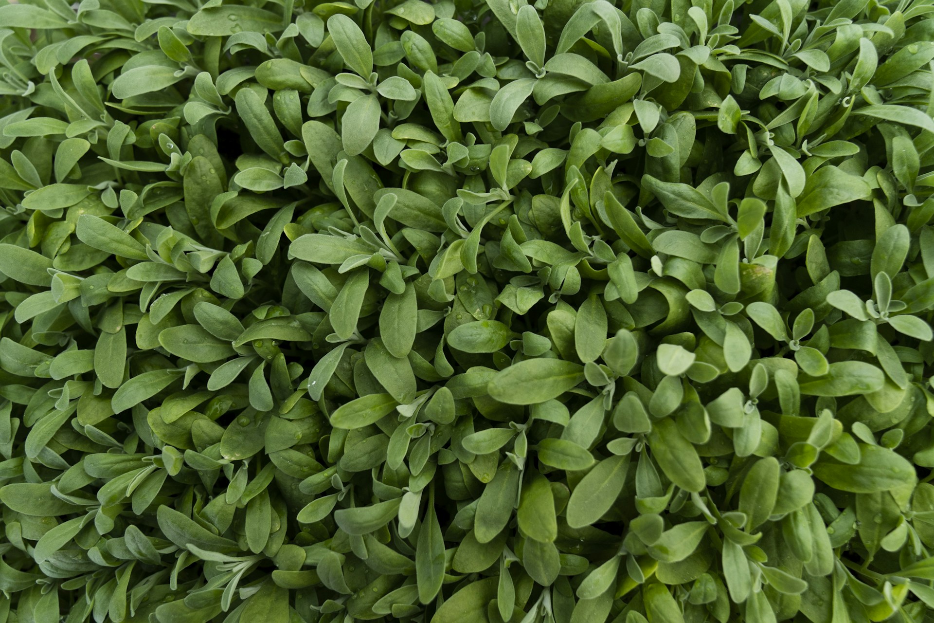green leaves plant during daytime
