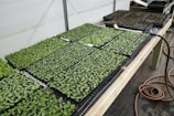 Trays of small green seedlings are organized neatly on a wooden table inside a greenhouse. A watering hose lies coiled next to the seedlings, and the environment appears to be set up for cultivating plants. The background includes additional trays, some filled with soil, indicating a plant nursery setup.
