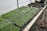 Trays of small green seedlings are organized neatly on a wooden table inside a greenhouse. A watering hose lies coiled next to the seedlings, and the environment appears to be set up for cultivating plants. The background includes additional trays, some filled with soil, indicating a plant nursery setup.