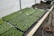 Trays of small green seedlings are organized neatly on a wooden table inside a greenhouse. A watering hose lies coiled next to the seedlings, and the environment appears to be set up for cultivating plants. The background includes additional trays, some filled with soil, indicating a plant nursery setup.
