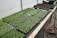Trays of small green seedlings are organized neatly on a wooden table inside a greenhouse. A watering hose lies coiled next to the seedlings, and the environment appears to be set up for cultivating plants. The background includes additional trays, some filled with soil, indicating a plant nursery setup.