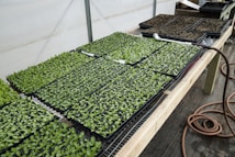 Trays of small green seedlings are organized neatly on a wooden table inside a greenhouse. A watering hose lies coiled next to the seedlings, and the environment appears to be set up for cultivating plants. The background includes additional trays, some filled with soil, indicating a plant nursery setup.
