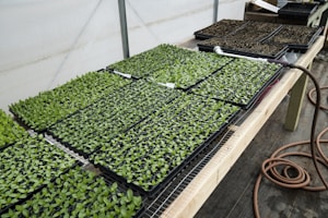 Trays of small green seedlings are organized neatly on a wooden table inside a greenhouse. A watering hose lies coiled next to the seedlings, and the environment appears to be set up for cultivating plants. The background includes additional trays, some filled with soil, indicating a plant nursery setup.