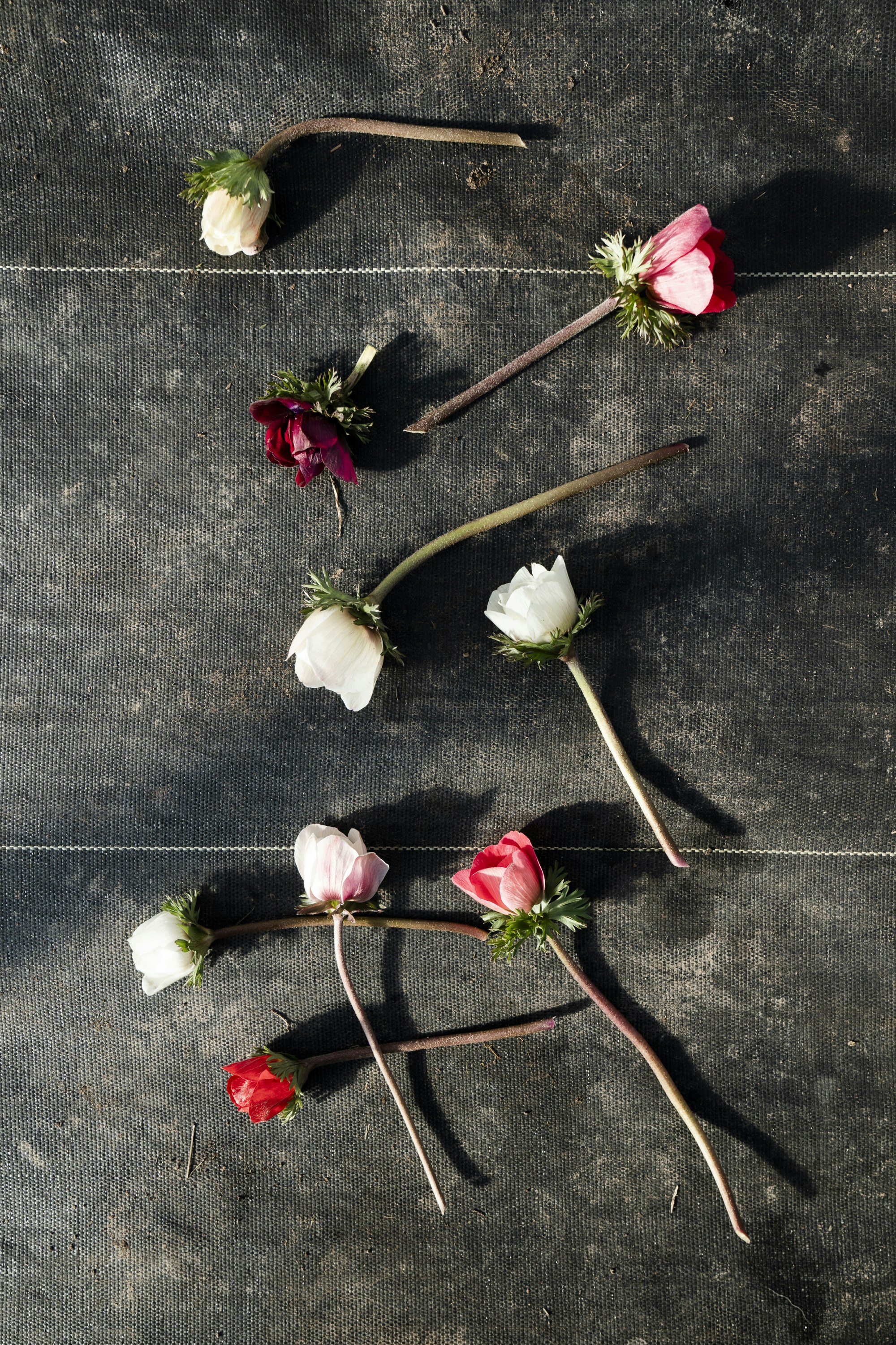 white and red flowers on gray textile