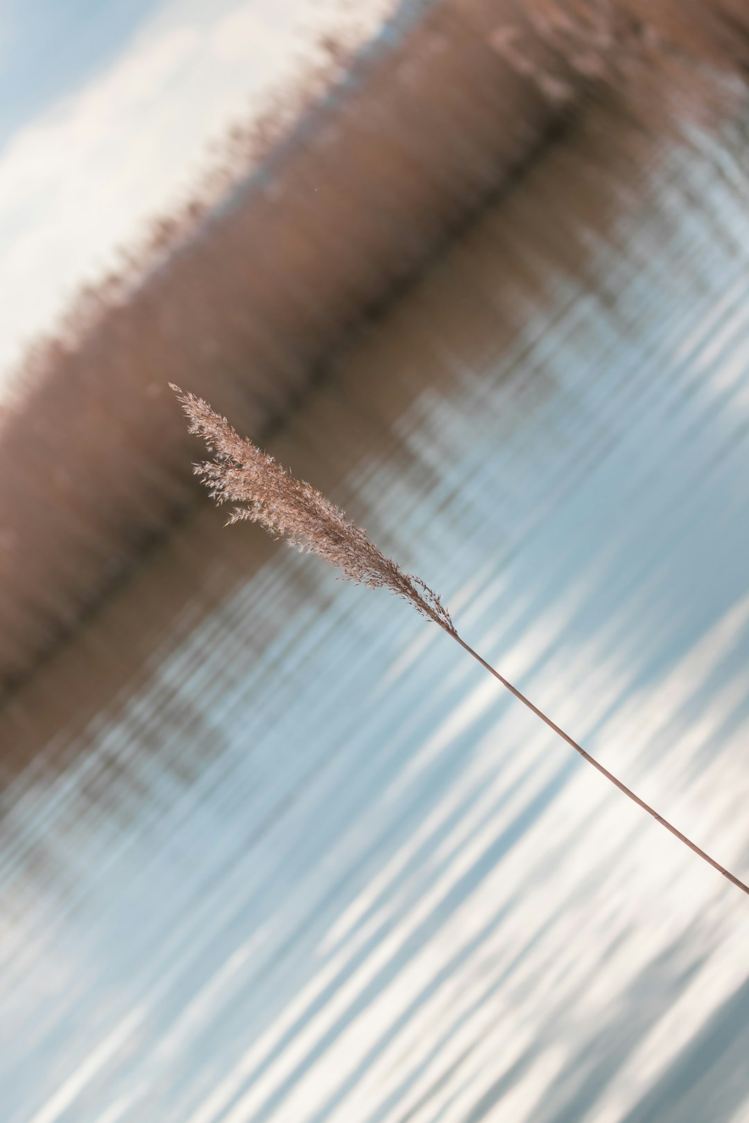 brown grass on water during daytime