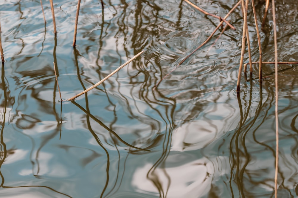 brown and green plant on water