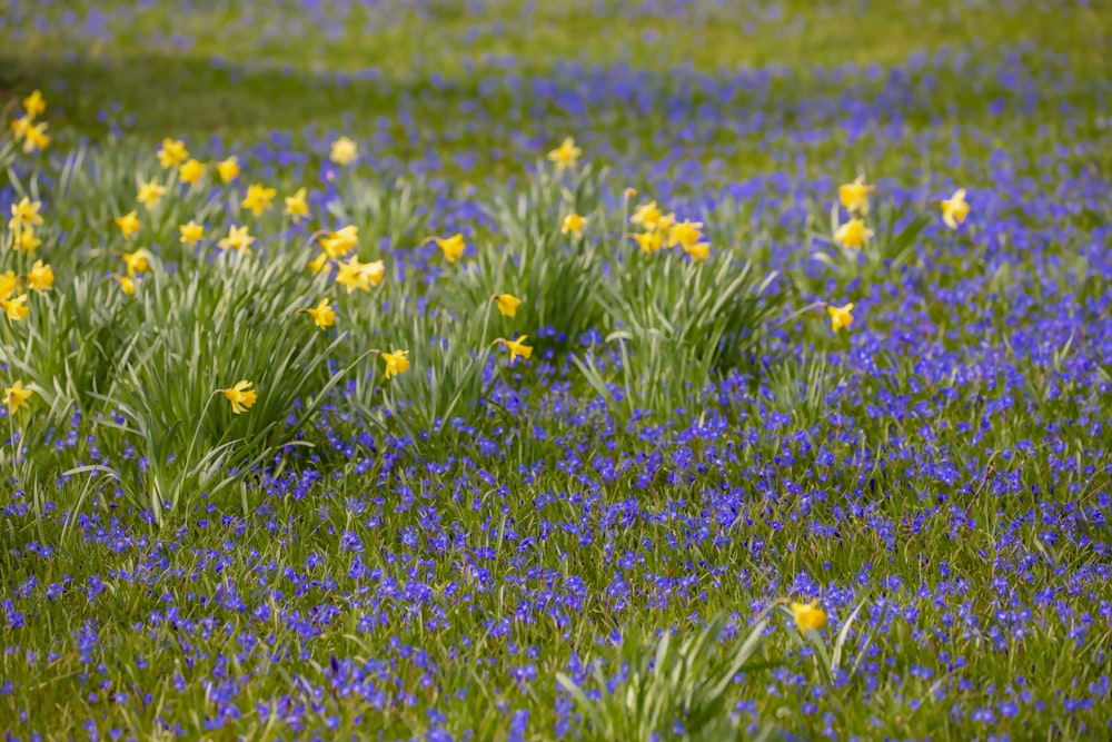 yellow and purple flower field during daytime