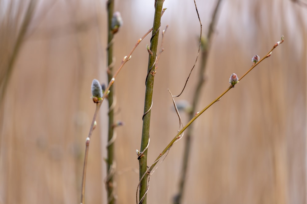 Plante verte dans une lentille à bascule