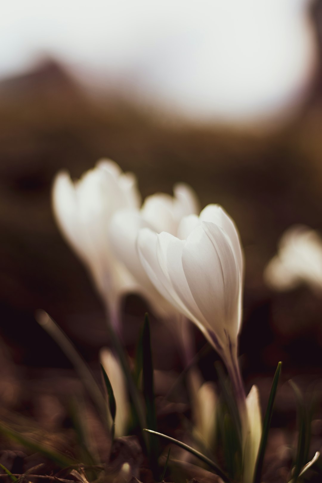 white tulips in bloom during daytime