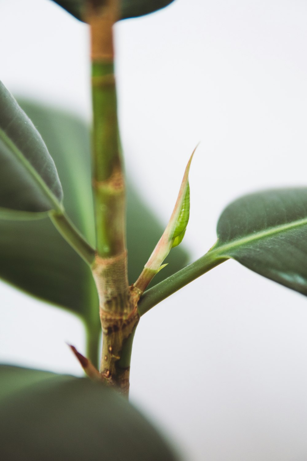 green leaf plant in close up photography