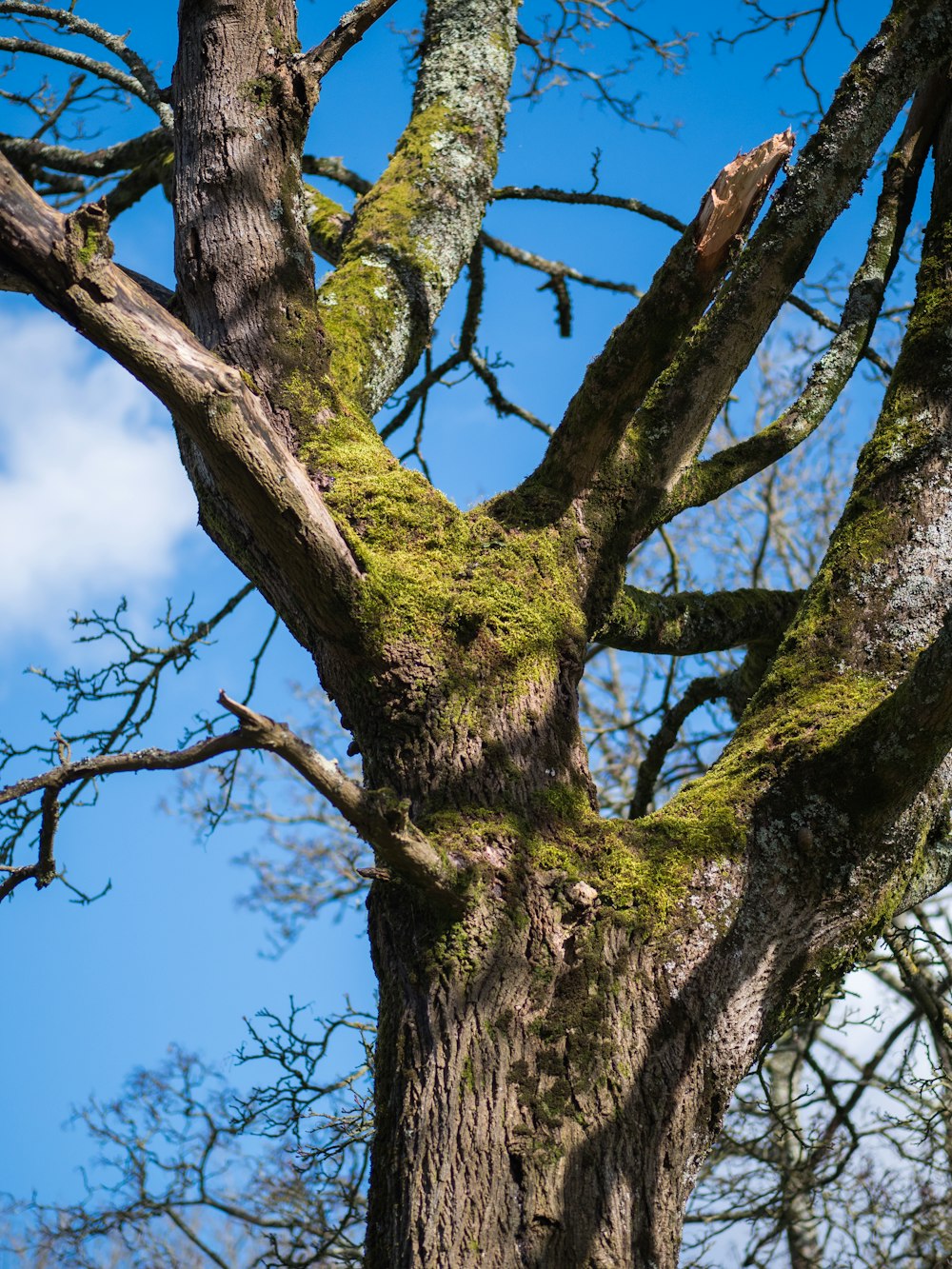 green tree under blue sky during daytime