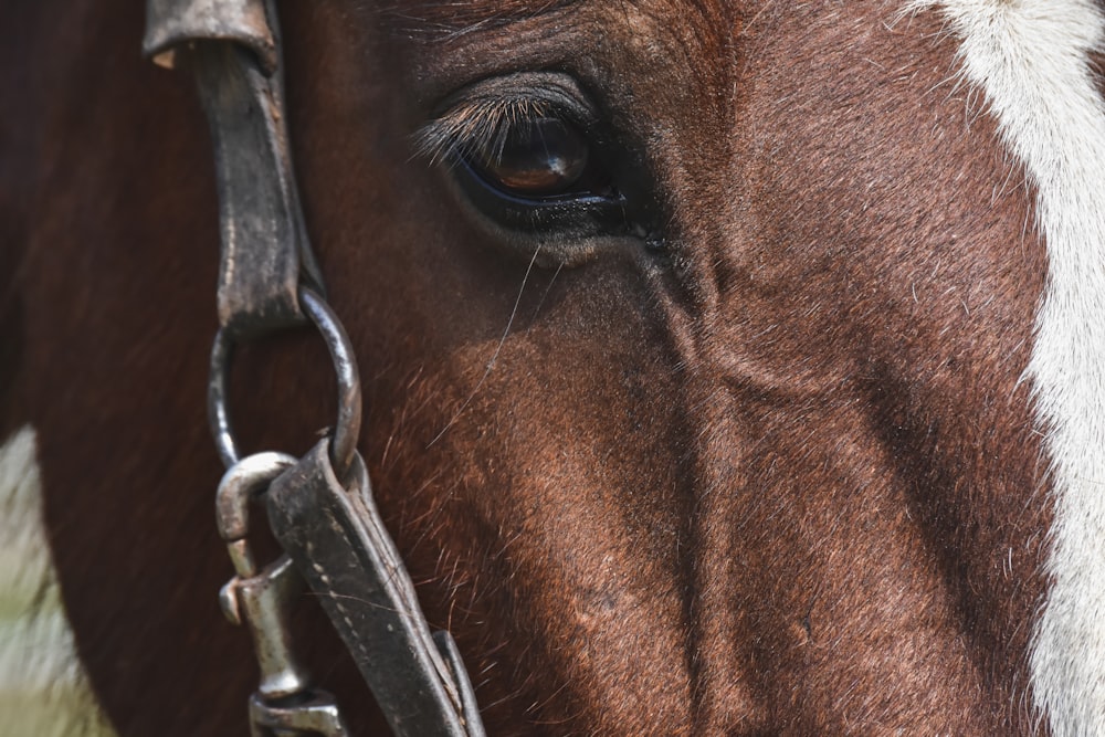 brown horse with black leather strap