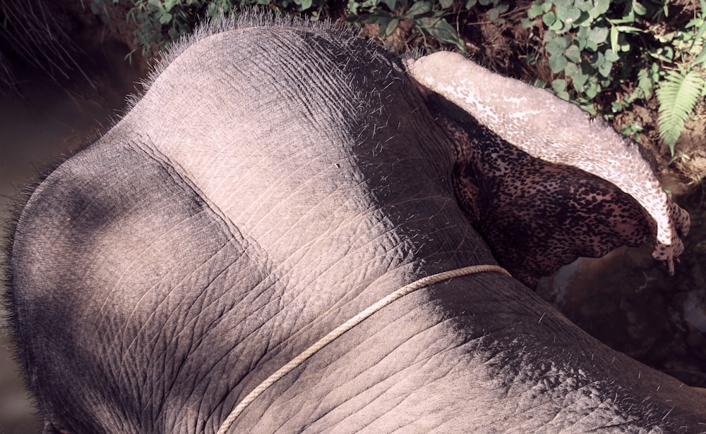 brown elephant near green grass during daytime